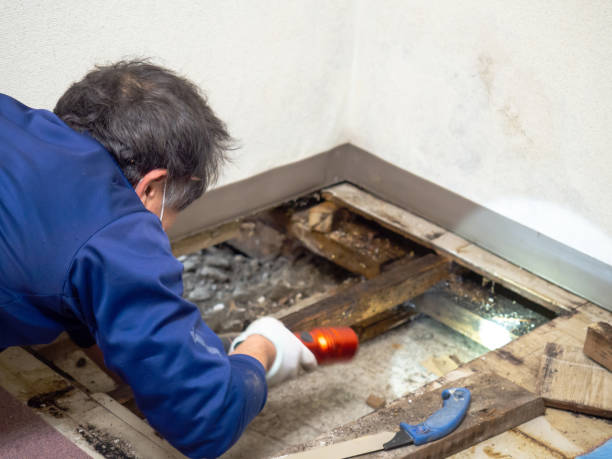 Best Mold Testing  in Morgan, UT
