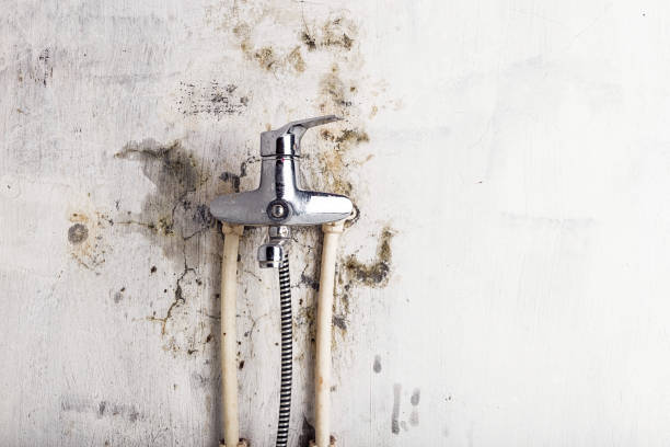 Best Mold Testing  in Morgan, UT