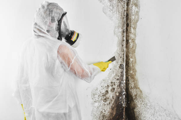 Best Home Mold Removal  in Morgan, UT