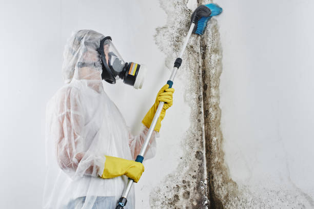 Best Mold Removal Process  in Morgan, UT