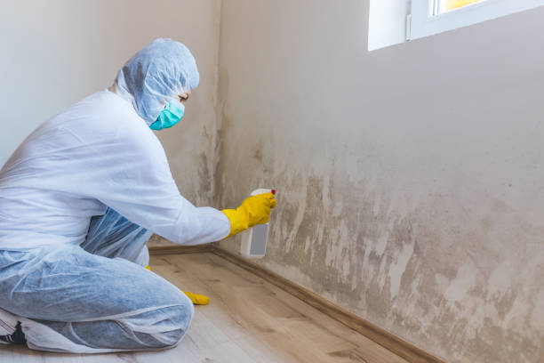 Mold Removal and Inspection in Morgan, UT