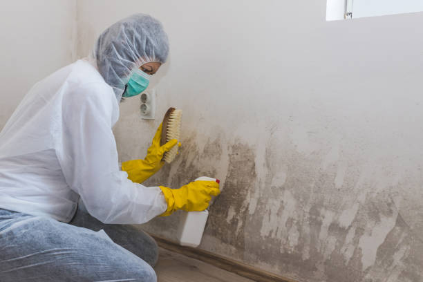 Trusted Morgan, UT Mold Removal Experts