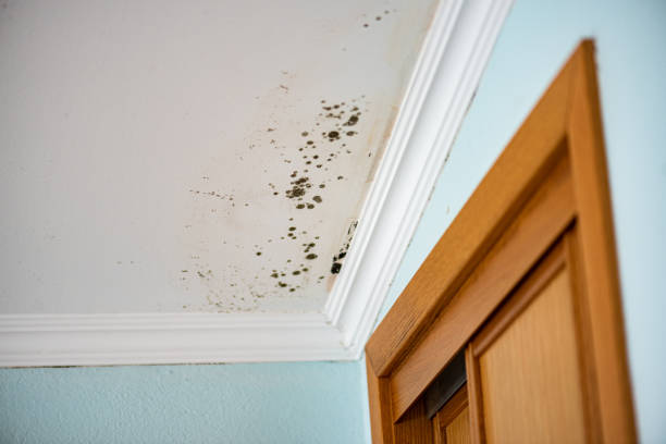 Best Affordable Mold Removal  in Morgan, UT