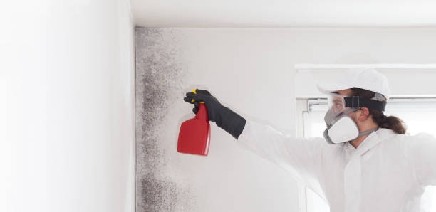Best Mold Removal Company Near Me  in Morgan, UT