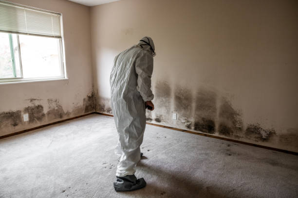 Best Mold Testing  in Morgan, UT