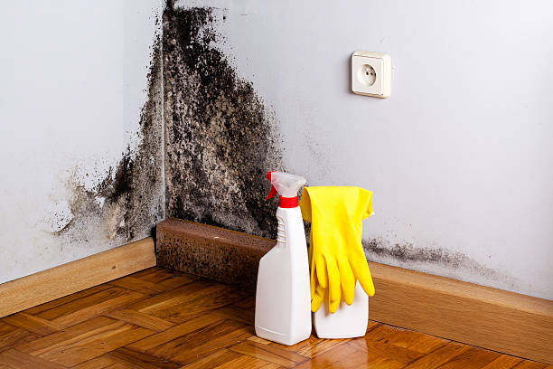 Best Mold Damage Repair  in Morgan, UT