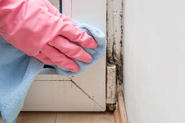 Best Mold Removal Near Me  in Morgan, UT