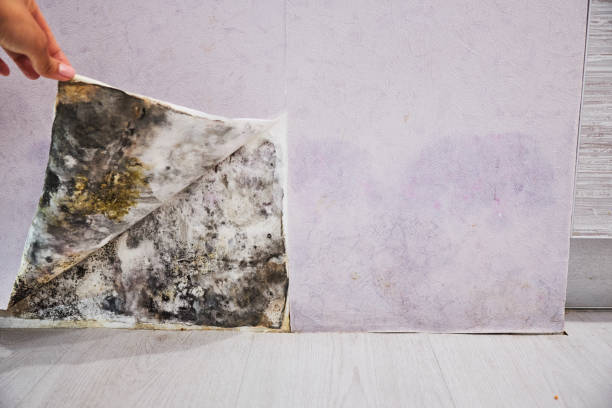 Best Professional Mold Removal  in Morgan, UT
